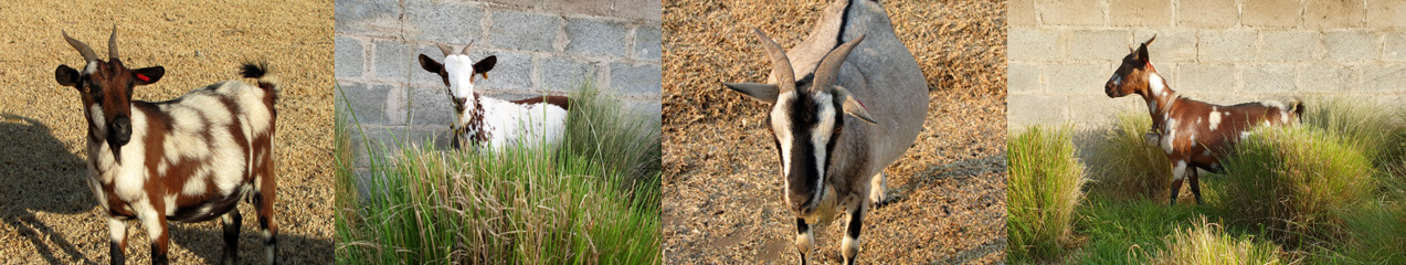 Title collage 1