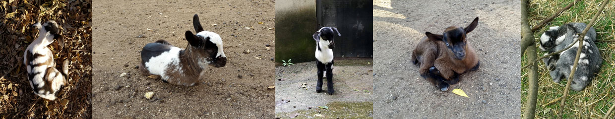 Kids collage 1